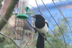 20160313 Magpie